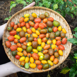 Cà chua bi (xanh - đỏ)