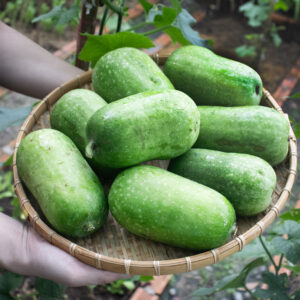 Bí đao mini (bí xanh)